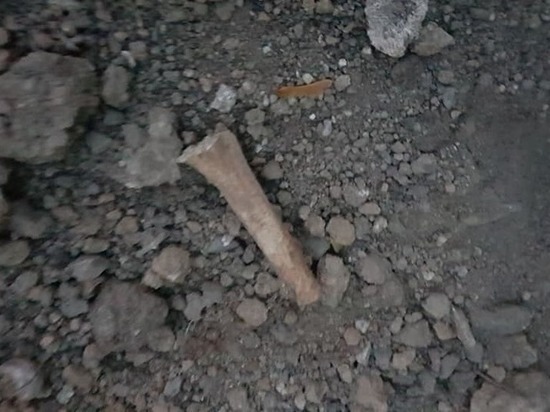 В парке в центре Симферополя нашли человеческие останки