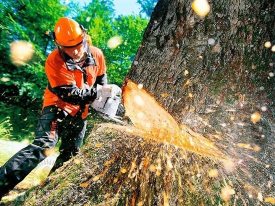 В Тамбовской области украли почти 800 кубометров леса