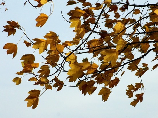 Сильный порывистый ветер ожидается в Удмуртии 1 октября