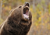 Государственный охотничий инспектор застрелил медведя, который напал на местного жителя возле села Токчина в Забайкалье