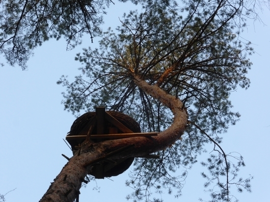 В Орловской области построят гнезда для черных аистов