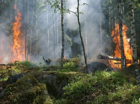 За год в Карелии сгорело 5,6 га леса
