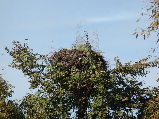 Гнезда белых аистов восстанавливают в Калужской области
