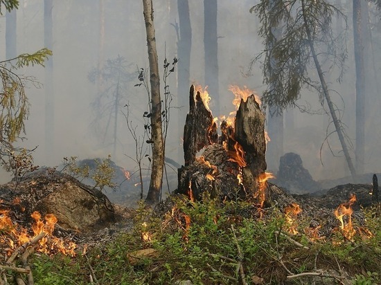 Единственный лесной пожар в России действует в Забайкалье