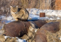 За окном уже морозно, а в квартирах жителей некоторых районов и городов края батареи остаются холодными