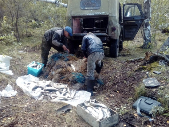 В Бурятии в ходе операции «Путина» изъято у браконьеров 3,5 тонны омуля