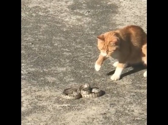 Дворовый кот поймал змею, сбежавшую из ТЦ в Волгограде