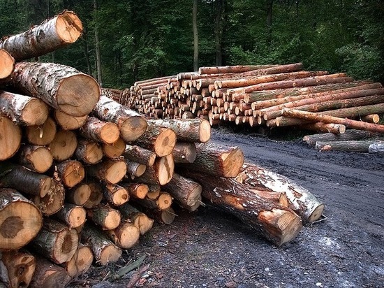 Бизнесмена будут судить за вырубку леса на 4 млн рублей в Забайкалье