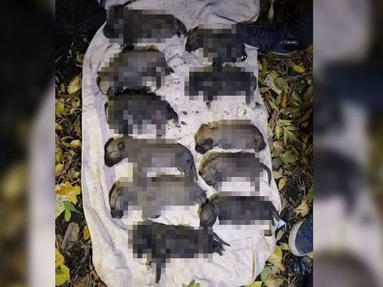 Мэр Стерлитамака пообещал «не спускать на тормозах» случай убийства подростками 11 щенков