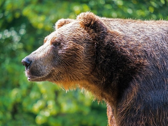 В Кардымовском районе собака спасла грибника от медведя