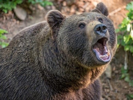 Медведи начали выходить к людям в Хабаровском крае