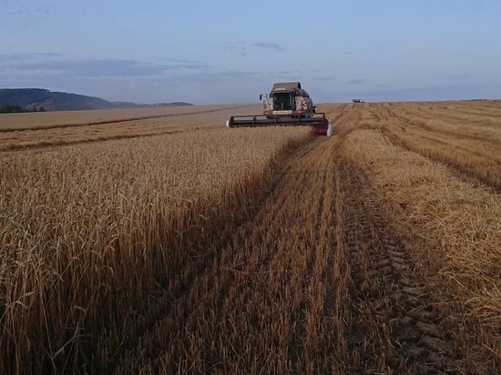В Бурятии земледелец из Тарбагатайского района получил рекордный урожай пшеницы