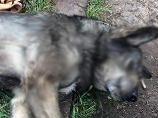 Жителя Хакасии, сбросившего собаку с балкона, наказали обязательными работами