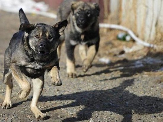 В поселке Конаковского района бродячие собаки напали на детей