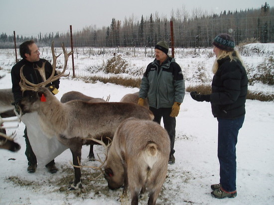 Оленеводы из Ямала изучают опыт коренных народов Арктики в Финляндии