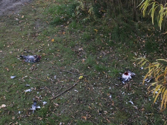 Жители Салехарда сообщили об истреблении голубей в центре города