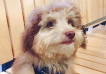 Пользователи интернета гадают, использовали ли хозяева австралийской собаки Нори специальные приложения, чтобы придать лицу пса «человеческое выражение», сообщает Daily Mail