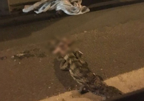 Сотню версий появления на Ярославском шоссе крокодила, раздавленного автомобилями,  выдвинули зоозащитники