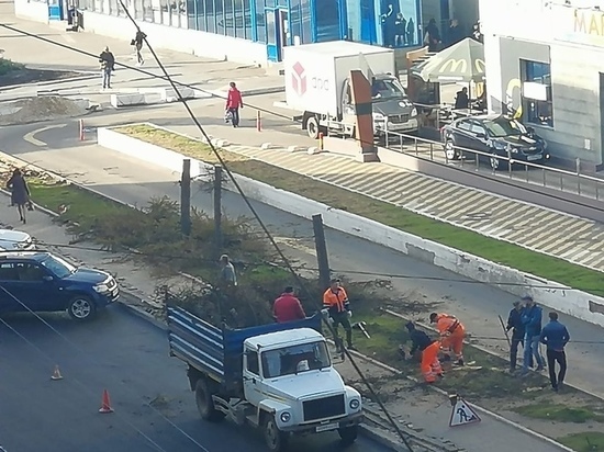 Деревья в центре Калуги спилили по инициативе "Зеленого города"