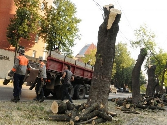 Амурский бульвар в Хабаровске избавят от больных деревьев