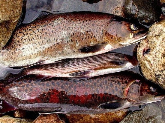 Задержаны забайкальцы на самолете с незаконным уловом на 1 млн рублей