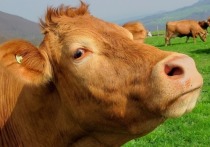 По сообщению регионального следкома, сотрудники ветеринарной лаборатории Республики Алтай в 2016 году обнаружили в анализах крупного рогатого скота бруцеллез