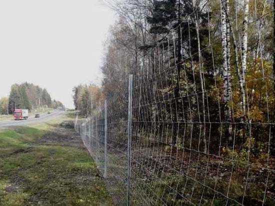 В Ярославской области трассу М8 начали огораживать от лосей