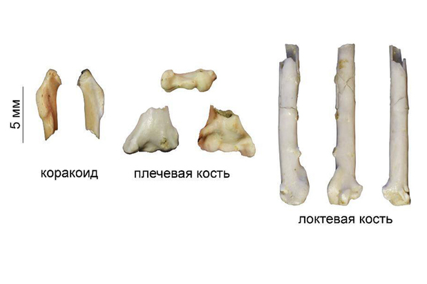 На берегу Байкала найдены останки ископаемой тропической птицы