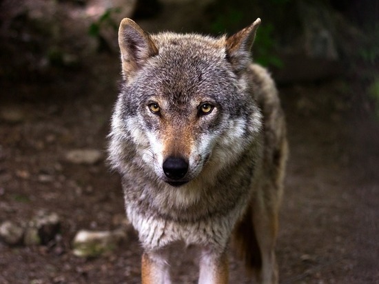 Соцсети: в карельском поселке волк укусил ребёнка