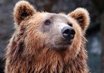 Экс-депутат якутского государственного собрания Александр Крылов погиб в результате нападении медведя