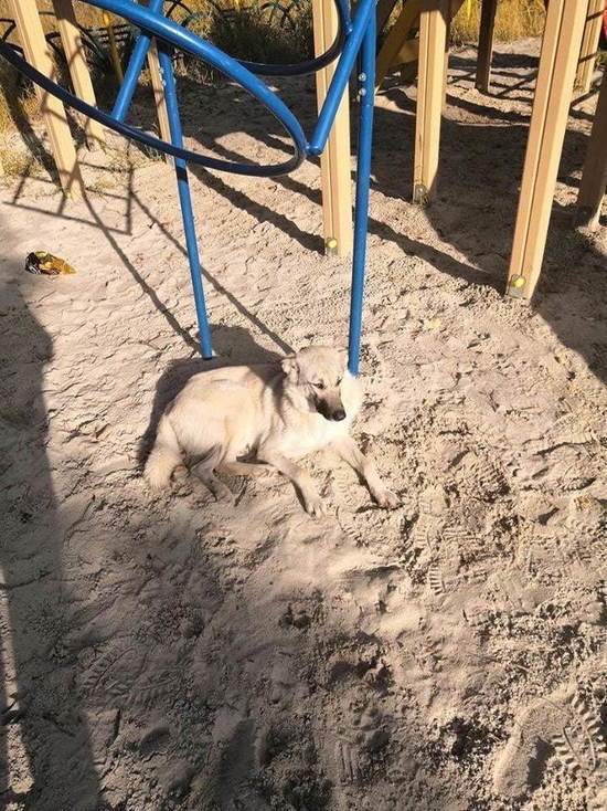 Жители Ноябрьска поспорили из-за собаки на детской площадке