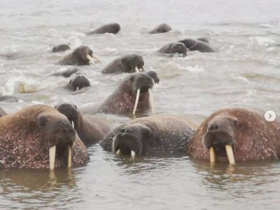 Больше 300 моржей приплыли отдохнуть на берег Ямала