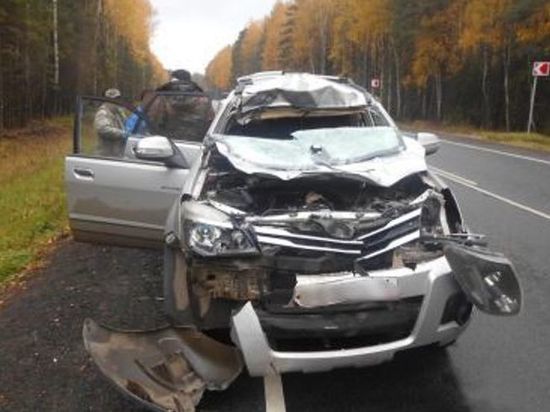 Машина разбита, водитель ранен: под Рыбинском произошло еще одно ДТП с лосем