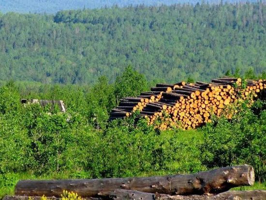 Минприроды края не работает с профсоюзом лесной отрасли – Шишкин