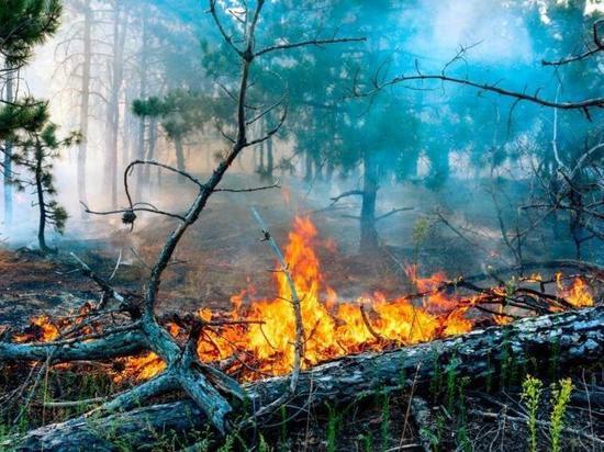 Леса Забайкалья снова начали гореть
