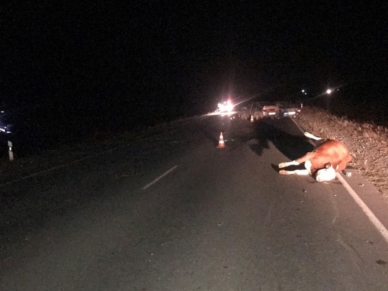На трассе Абакан-Саяногорск машина сбила корову