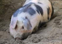 Более половины свинины, потребляемой человечеством, съедают жители Китая