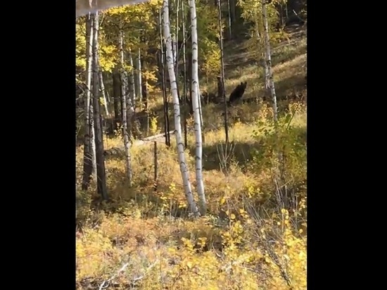 Медведь попал на видео возле трассы в Петровск-Забайкальском районе