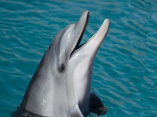 Волгоградцы выступили с петицией против строительства дельфинария