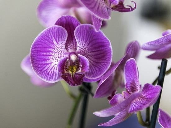 Как волгоградцам в домашних условиях вырастить орхидею