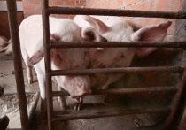 В России растет число регионов, где произошла вспышка африканской чумы свиней (АЧС)