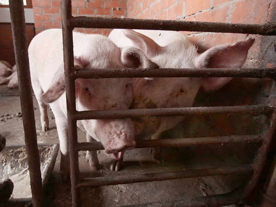 Зараженными оказались свиньи фермеров-частников