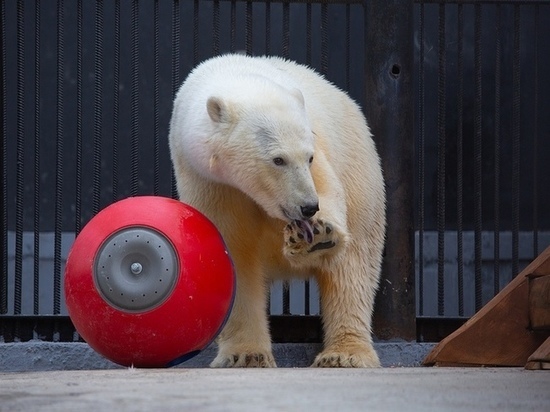 Красноярцам предлагают выбрать имя для спасенной из Норильска медведицы