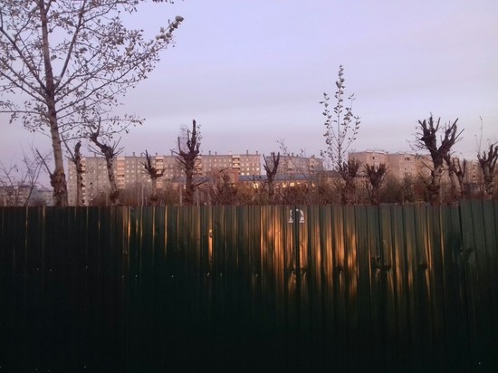 Жители КСК остались недовольны обрезкой деревьев на площади Труда