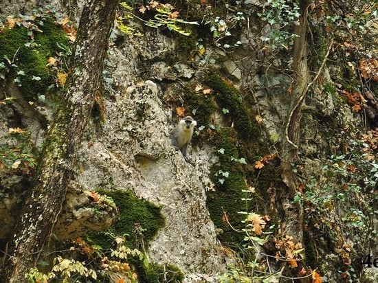 Необычная встреча: в Большом каньоне Крыма туристы заметили обезьяну