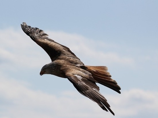 Спасенный орлан-белохвост из Борского района стал принимать пищу