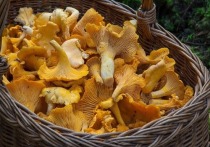 Регулярное употребление грибов в пищу снижает вероятность развития рака простаты, говорится на сайте японского Университета Тохоку