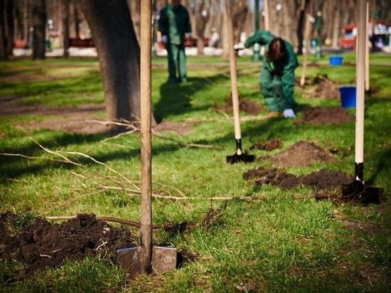 Ярославские «зеленые» ищут куратора дендропарку