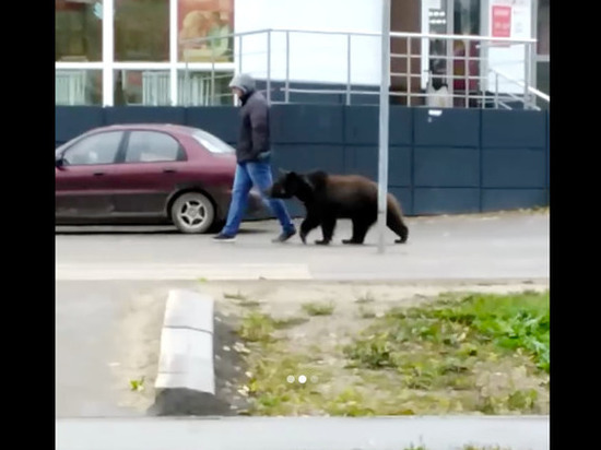 Жители тульского райцентра заметили на улице медведя