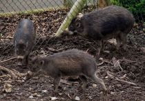 Исследование проведенное французскими учеными, показало, что свиньи, наряду с некоторыми другими животными, умеют пользоваться орудиями труда